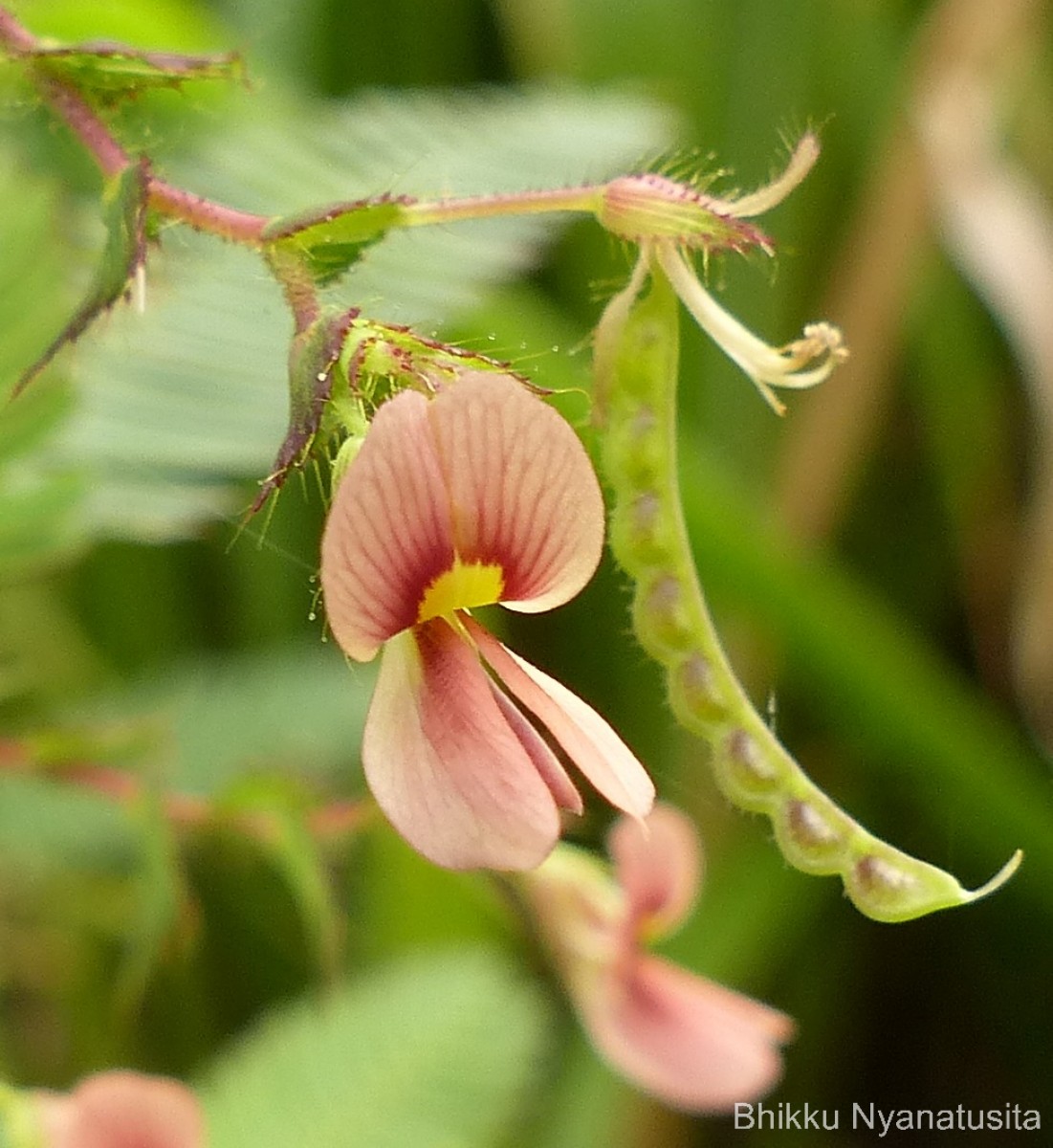 Aeschynomene americana L.